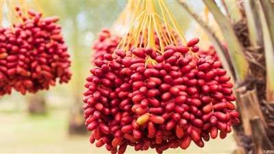 تفسير حلم أكل البلح في المنام وعلاقته بربح الكثير من الأموال