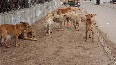الطب البيطري: إعدام 426 كلبا ضالا في بني سويف