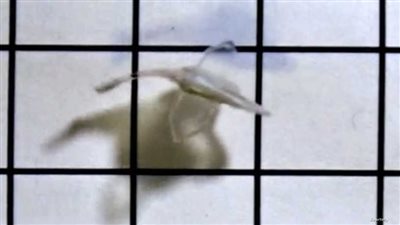 تتحرك وتسبح تلقائيا.. علماء يصنعون 