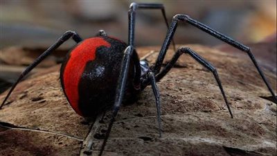 رصد عناكب قاتلة في سلع البقالة في متاجر بأستراليا