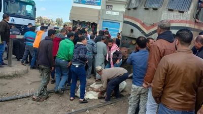 الصور الأولى لحادث تصادم قطار بعربة كارو ومصرع سائقها في كفر الزيات 