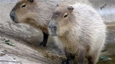 رعب أمريكي من احتمال انتشار متحور جديد لكورونا بين القوارض