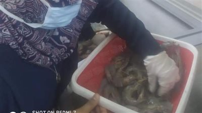 ضبط أغذية غير صالحة للاستهلاك الآدمي بالوادي الجديد l صور