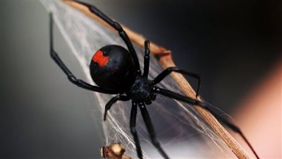 رصد عناكب سامة في سلع بقالة بمتاجر أستراليا