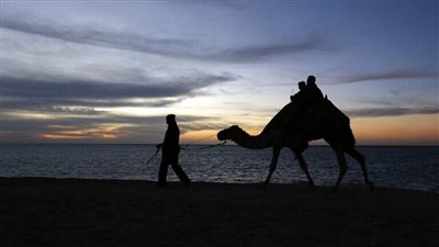فيديو مؤثر لناقة تحتضن صاحبها بعد طول فراق