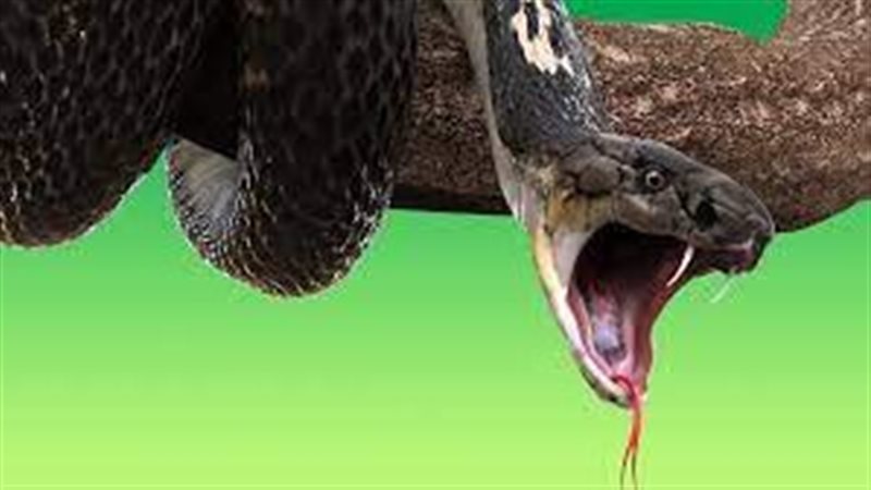 ثعبان 