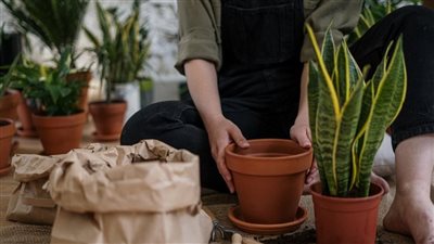 زراعة الجيزة تقدم نصائح لاختيار أسهل النباتات المنزلية