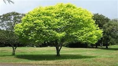 تفسير حلم الشجرة في المنام وعلاقته بالحرص على عمل الخير وحياة سعيدة