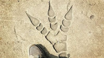 عمرها 70 مليون سنة.. فريق بحثي بجامعة القاهرة يكتشف أول آثار أقدام للديناصورات