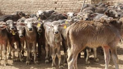  تغطيات ومستندات الحصول على التعويض بعد نفوق الماشية المؤمن عليها 