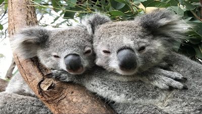 أستراليا تدرج الكوالا ضمن الحيوانات المهددة بالانقراض