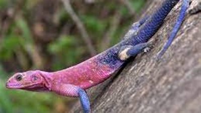 حادثة بيولوجية نادرة.. سحلية تتحول لـ ذكر حزنا على وفاة زوجها