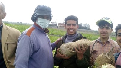 بدء حصاد محصول بنجر السكر في الإسماعيلية | صور 