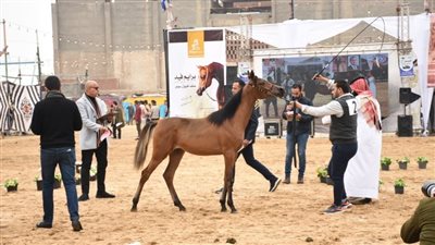 افتتاح مهرجان البحيرة الدولي الخامس عشر للخيول العربية الأصيلة