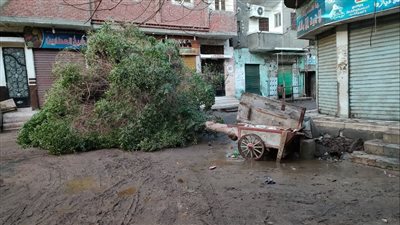 سقوط أشجار وأعمدة إنارة بسبب الأمطار الرعدية في بني سويف | صور 