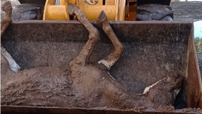 بسبب الأمطار.. نفوق ماشية تعرضت لصعق كهربائي ببني سويف | صور