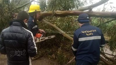 سقوط شجرة ضخمة بسبب الأمطار الرعدية بالسنطة في الغربية | صور