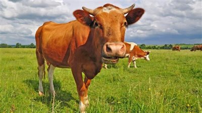 تفسير رؤية البقرة في المنام وعلاقة الرؤيا بسنوات الخير أو الركود 