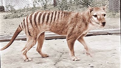 العلم يمنح قبلة الحياة لنمر تسمانيا المنقرض