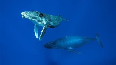 رعب أعماق البحار.. أصوات غامضة تحير العلماء 