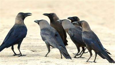 شركة سويدية تستبدل عمال النظافة بـ