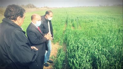 وكيل زراعة الإسماعيلية يتفقد حقول القمح| صور