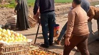 إزالة شادر فاكهة متعد على الطريق العام بقرية أولاد سيف بالشرقية 