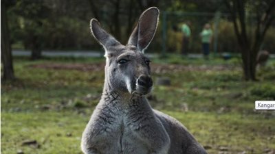 فيديو لكنغر يهرب بين الحقول.. والشرطة تبحث عن صاحبه