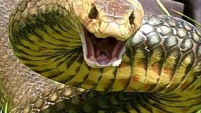 أفعى عملاقة تقتحم مباراة كرة قدم وفرار اللاعبين من أرضية الملعب | فيديو 