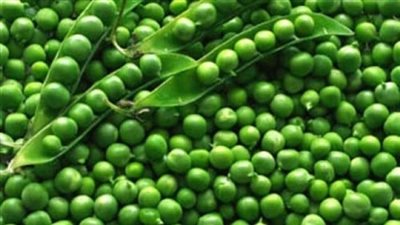 طريقة تخزين البسلة استعدادا لرمضان