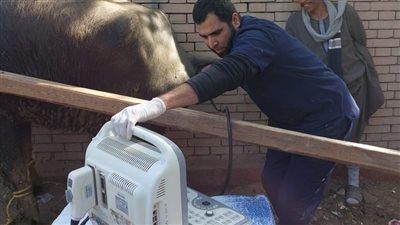 توقيع الكشف الطبي على 5300 رأس ماشية بالقوافل العلاجية المجانية في الفيوم 