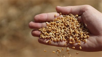 طلب إحاطة بشأن تأثير القرار الروسي بوقف تصدير القمح
