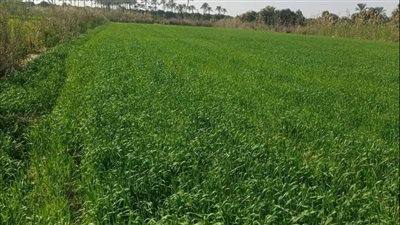 بحوث الصحراء: الزراعة الملحية أحد حلول مواجهة التغيرات المناخية في مصر 