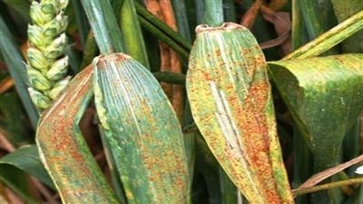 الزراعة تحذر المزارعين من إصابة القمح بالصدأ الأصفر.. وتوصيات هامة لمكافحته في الحقول 