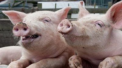   تفسير رؤية الخنزير في المنام وعلاقته بالخروج من مأزق 