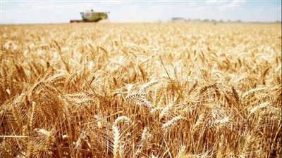 الزراعة: مساحات القمح وصلت لأعلى معدل في تاريخ مصر.. والاكتفاء الذاتي يقترب من 62%