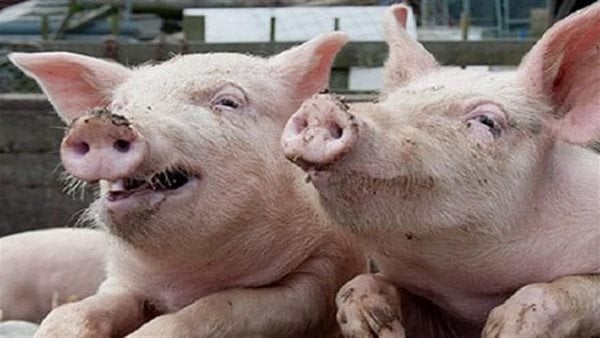 Толкување на гледање свиња во сон и нејзината врска со излегувањето од дилема