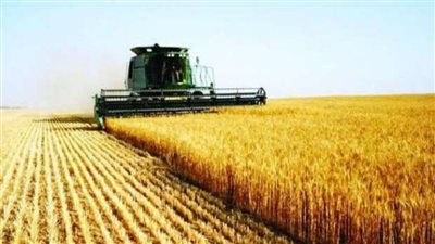 التموين: احتياجاتنا من القمح مؤمنة حتي نهاية العام