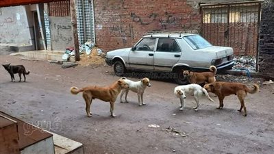 الكلاب الضالة تهاجم الأطفال وتثير الرعب في طنطا|صور