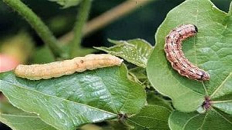 الآفات الزراعية