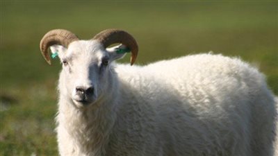 تفسير حلم شراء الخروف في المنام وعلاقته بصلاح الأحوال واختيار الطريق المستقيم