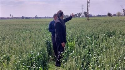 وكيل زراعة الشرقية يتابع محاصيل القمح والفول البلدي والبصل 