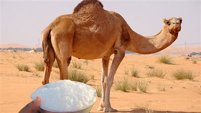تعرف فوائد حليب الإبل وأبرز أضراره 