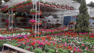 رفع أسعار تذاكر معرض زهور الربيع بنسبة 100% 