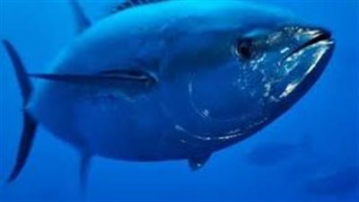 سيدة تقهر سمكة تونة تزن 800 رطل 