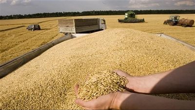تأثير قرار بوتين بتخفيض رسوم تصدير القمح الروسي على الأسعار العالمية