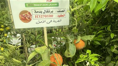 أشجار الفواكه المثمرة تخطف الأنظار من 