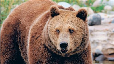  شاهد.. الدببة دخلت منزلًا.. وأكلت الكعك وشكرت صاحبته على حسن الضيافة| فيديو