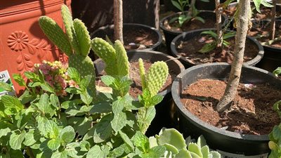 جهاز تجميل الإسماعيلية ينظم معرضا للزهور ضمن فعاليات مؤتمر المشروعات الخضراء