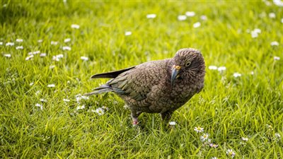 ببغاء يجري مكالمة فيديو بنجاح (فيديو)